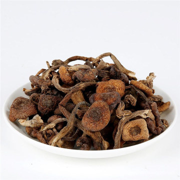 Wild Honey Mushroom Dried Hazel Mushroom